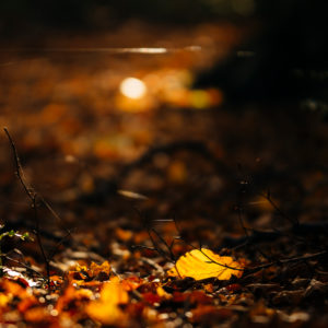 Autumn leaves in the sunset, close-up Autumn leaves in the sunset, close-up